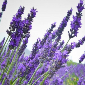 LAVENDER OIL 20ml - Image 3