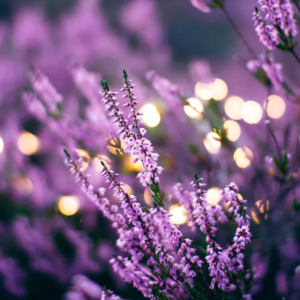 LAVENDER OIL 20ml - Image 4