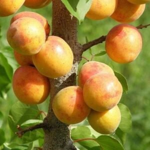 kashmiri dried Apricots,1/2 Kg - Image 3