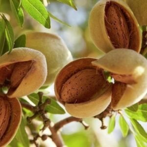 Almonds with Shell, 1Kg - Image 2